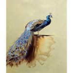Handpainted-Canvas-Animal-Oil-Painting-for-Kitchen-Wall-Decoration-Art-Peacock-Luxury-Line-by-Archibald-Thorburn.jpg_640x640